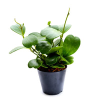 HOYA KERRII