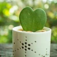 HOYA KERRII
