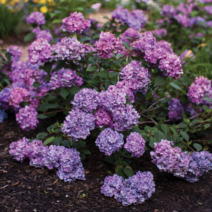 HYDRANGEA MACROPHYLLA ENDLESS SUMMER BLOOMSTRUCK