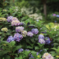 HYDRANGEA MACROPHYLLA ENDLESS SUMMER BLOOMSTRUCK