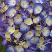 HYDRANGEA MACROPHYLLA ENDLESS SUMMER BLOOMSTRUCK