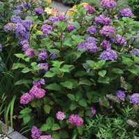 HYDRANGEA MACROPHYLLA ENDLESS SUMMER BLOOMSTRUCK