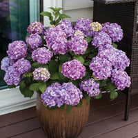 HYDRANGEA MACROPHYLLA ENDLESS SUMMER BLOOMSTRUCK