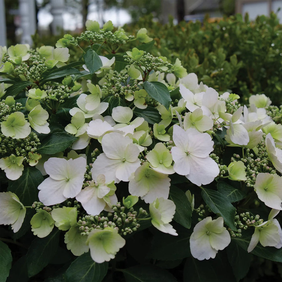 HYDRANGEA - FAIRYTALE BRIDE