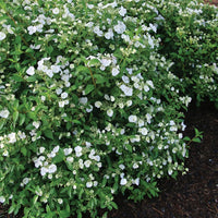 HYDRANGEA - FAIRYTRAIL BRIDE