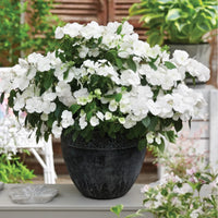 HYDRANGEA - FAIRYTRAIL BRIDE