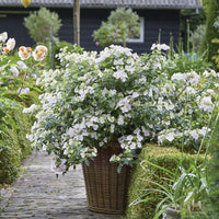 HYDRANGEA - FAIRYTRAIL BRIDE