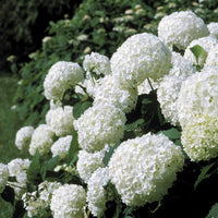 HYDRANGEA ARBORESCENS - ANNABELLE