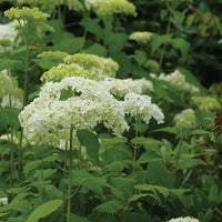 HYDRANGEA ARBORESCENS - ANNABELLE