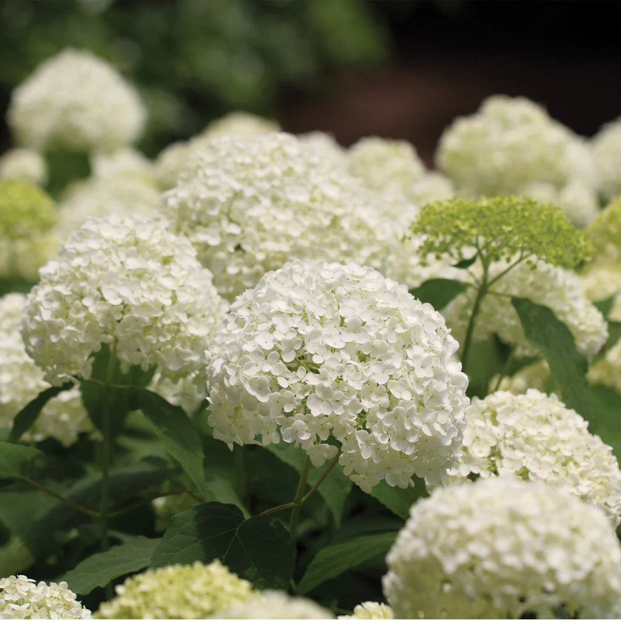 HYDRANGEA ARBORESCENS - ANNABELLE