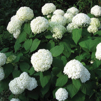 HYDRANGEA ARBORESCENS - ANNABELLE