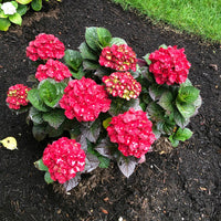 HYDRANGEA CHERRY-GO-ROUND