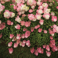 HYDRANGEA PANICULATA BERRY WHITE