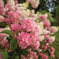 HYDRANGEA PANICULATA BERRY WHITE