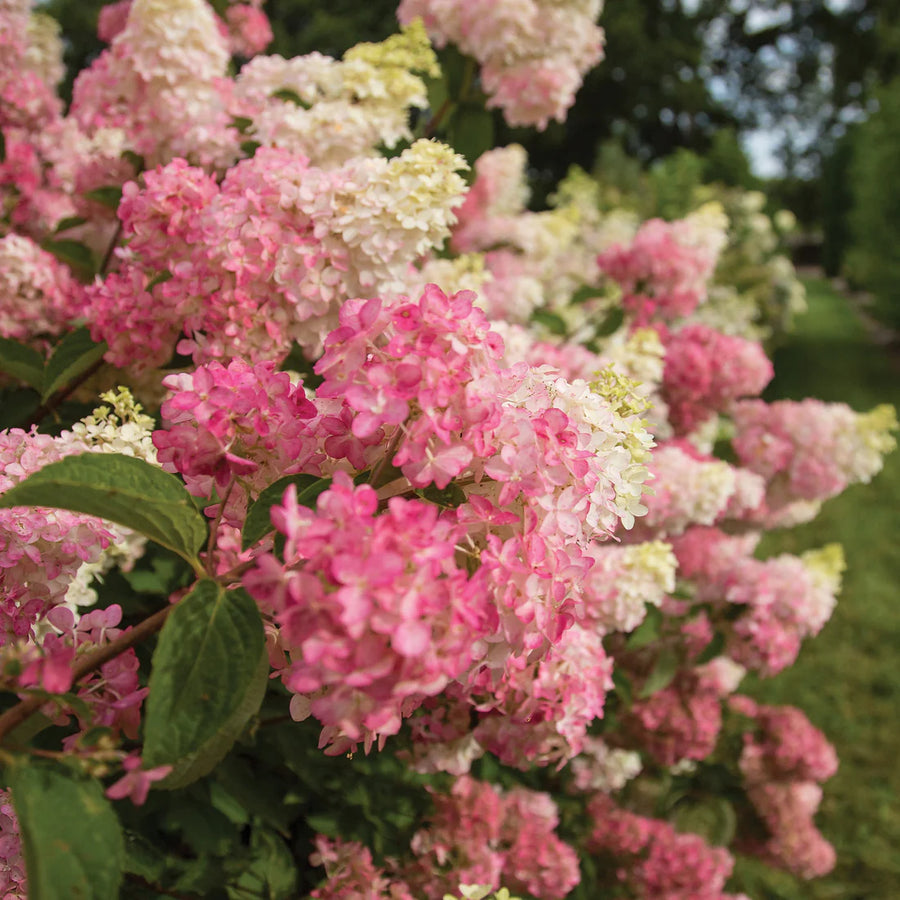 HYDRANGEA PANICULATA BERRY WHITE