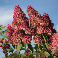 HYDRANGEA PANICULATA BERRY WHITE