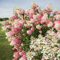 HYDRANGEA PANICULATA BERRY WHITE