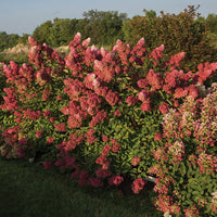 HYDRANGEA PANICULATA BERRY WHITE