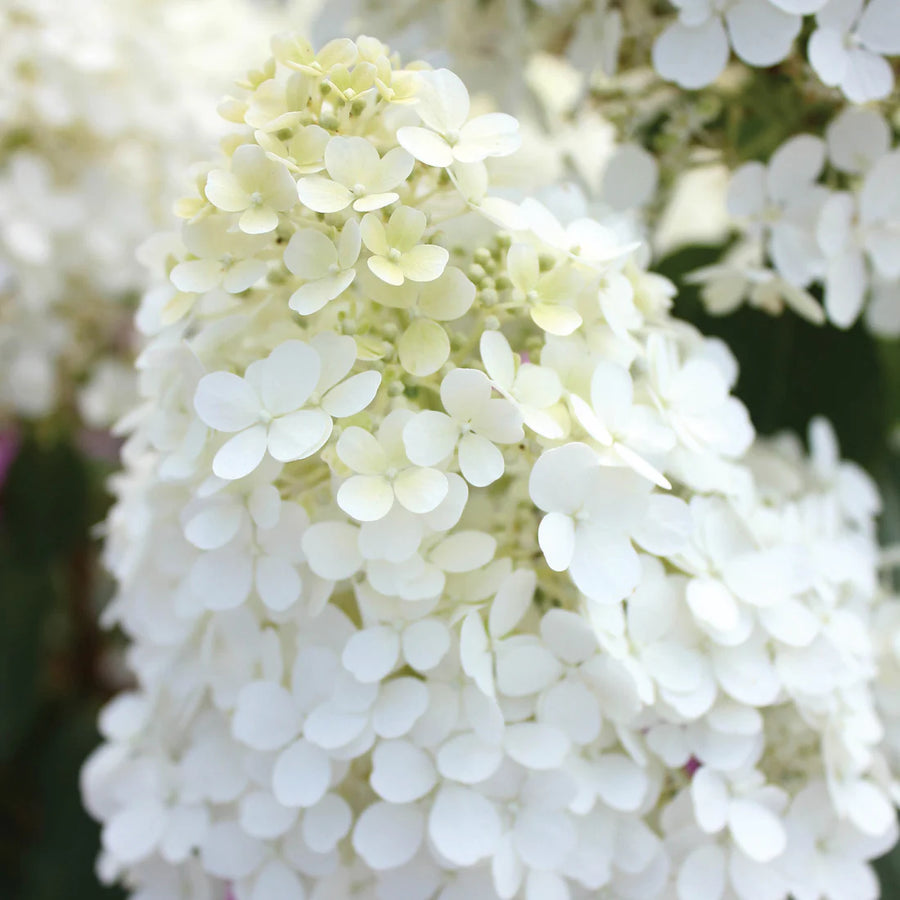 HYDRANGEA PANICULATA - BOBO