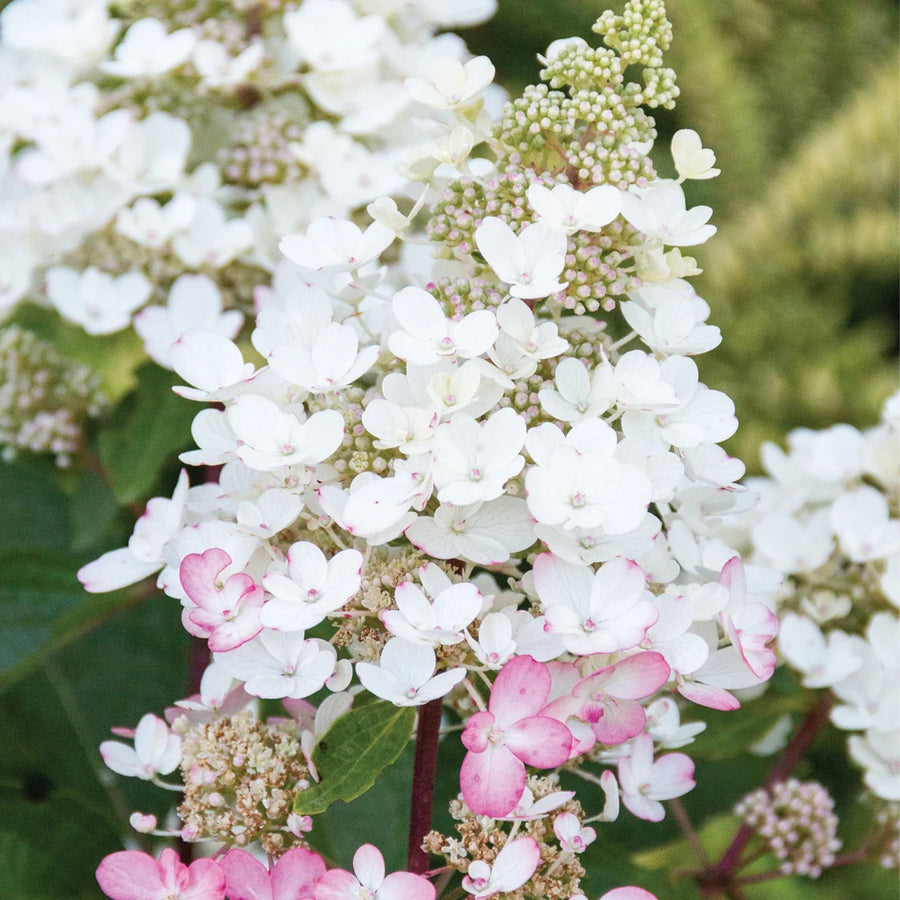 HYDRANGEA PANICULATA - CANDELABRA
