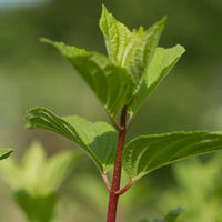 HYDRANGEA PANICULATA DIAMANT ROUGE