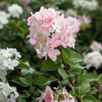 HYDRANGEA PANICULATA DIAMANT ROUGE