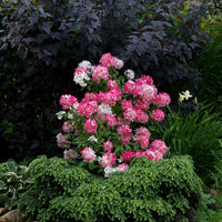 HYDRANGEA PANICULATA DIAMANT ROUGE
