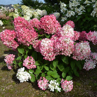 HYDRANGEA PANICULATA DIAMANT ROUGE