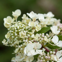 HYDRANGEA PANICULATA DIAMANT ROUGE