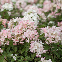 HYDRANGEA PANICULATA DIAMANT ROUGE