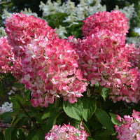 HYDRANGEA PANICULATA DIAMANT ROUGE
