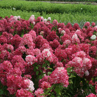 HYDRANGEA PANICULATA DIAMANT ROUGE
