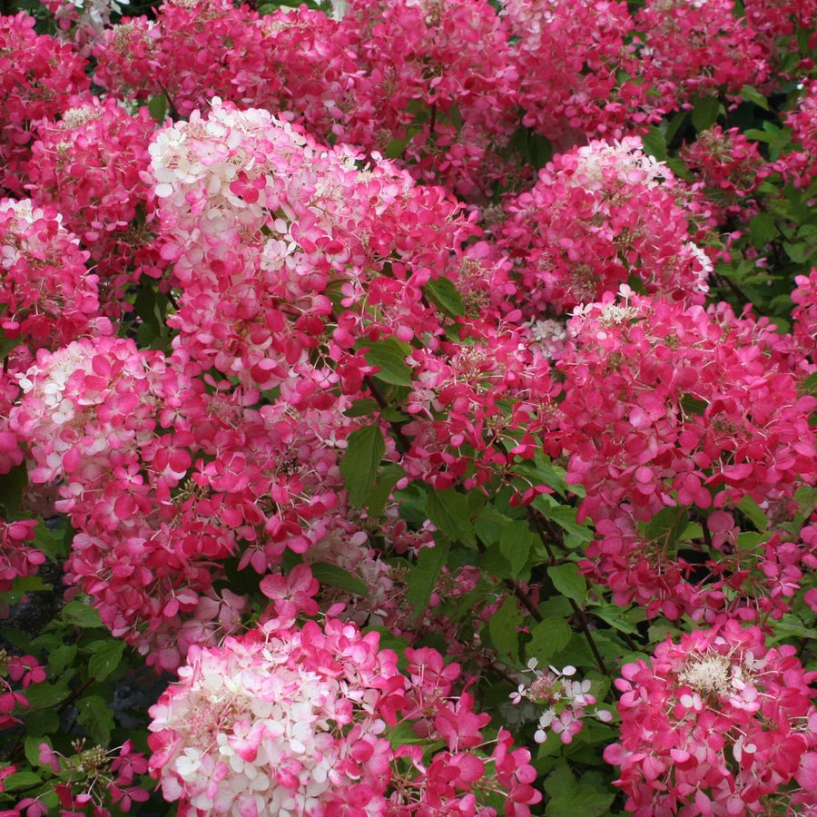 HYDRANGEA PANICULATA RED DIAMOND