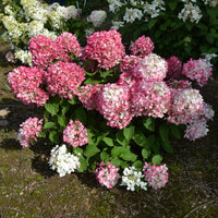 HYDRANGEA PANICULATA DIAMANT ROUGE