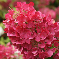 HYDRANGEA PANICULATA DIAMANT ROUGE