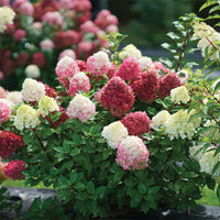 HYDRANGEA LITTLE LIME PUNCH