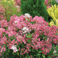 HYDRANGEA PANICULATA LITTLE QUICK FIRE