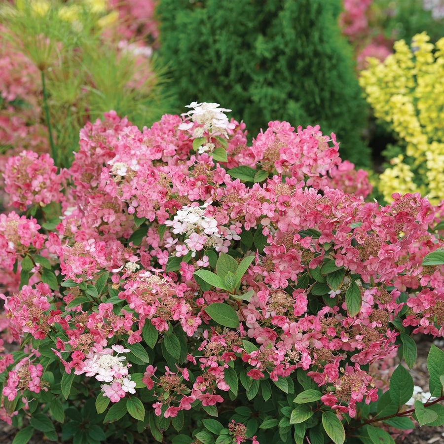 HYDRANGEA PANICULATA LITTLE QUICK FIRE
