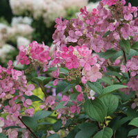 HYDRANGEA PANICULATA LITTLE QUICK FIRE