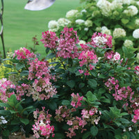 HYDRANGEA PANICULATA LITTLE QUICK FIRE