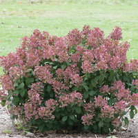 HYDRANGEA PANICULATA LITTLE QUICK FIRE
