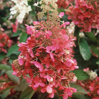 HYDRANGEA PANICULATA - PINKY WINKY