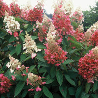 HYDRANGEA PANICULATA - PINKY WINKY