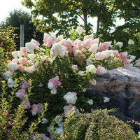 HYDRANGEA PANICULATA - VANILLE FRAISE