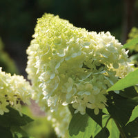 HYDRANGEA PANICULATA - VANILLE FRAISE