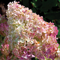 HYDRANGEA PANICULATA - VANILLE FRAISE