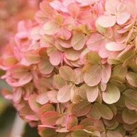 HYDRANGEA PANICULATA - VANILLE FRAISE