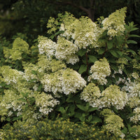 HYDRANGEA PANICULATA - VANILLE FRAISE