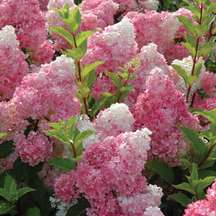 HYDRANGEA PANICULATA - VANILLE FRAISE