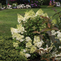 HYDRANGEA PANICULATA - VANILLE FRAISE